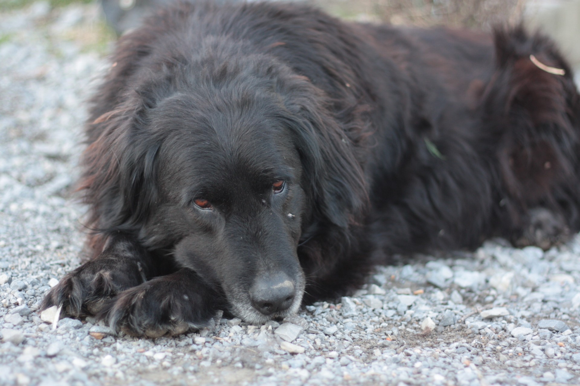 Черная собака во сне к чему снится. Коли черная. Черный пес в Казахстане. Чёрная собака шапкой ушанкой.