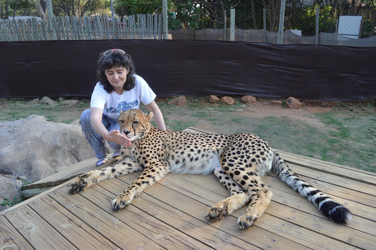 Pet cheetah. Досуг с животными.