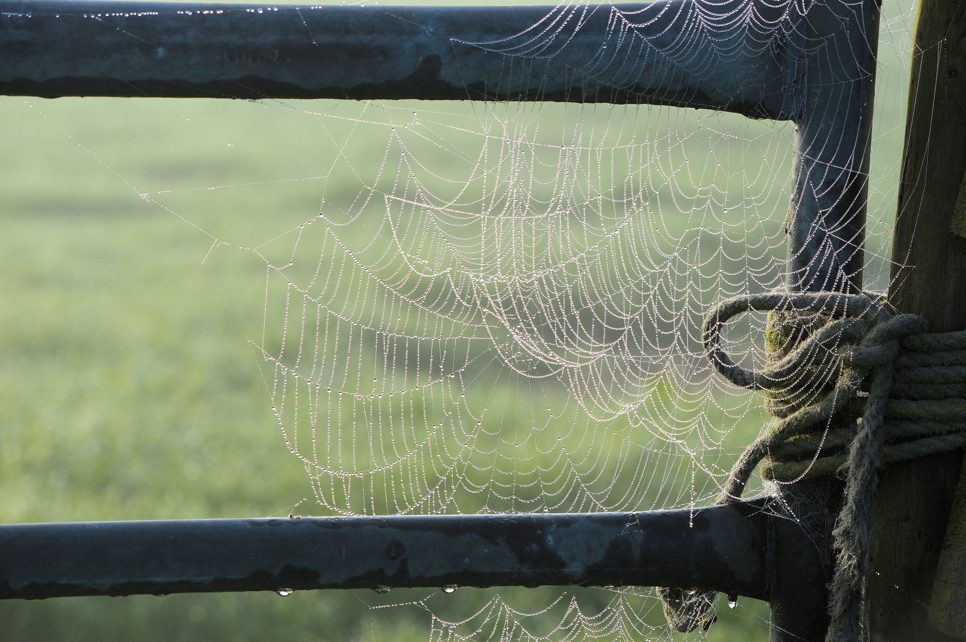 Download Spider Web Nature Free Photo.