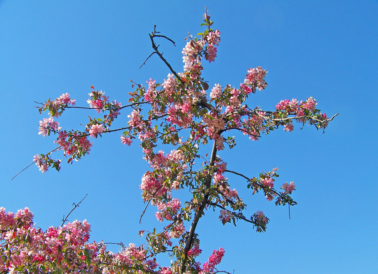 Фотосессия групповая Весенняя в цветах деревья. Spring Blossom. Цветет весной розовыми цветами. Blossom com