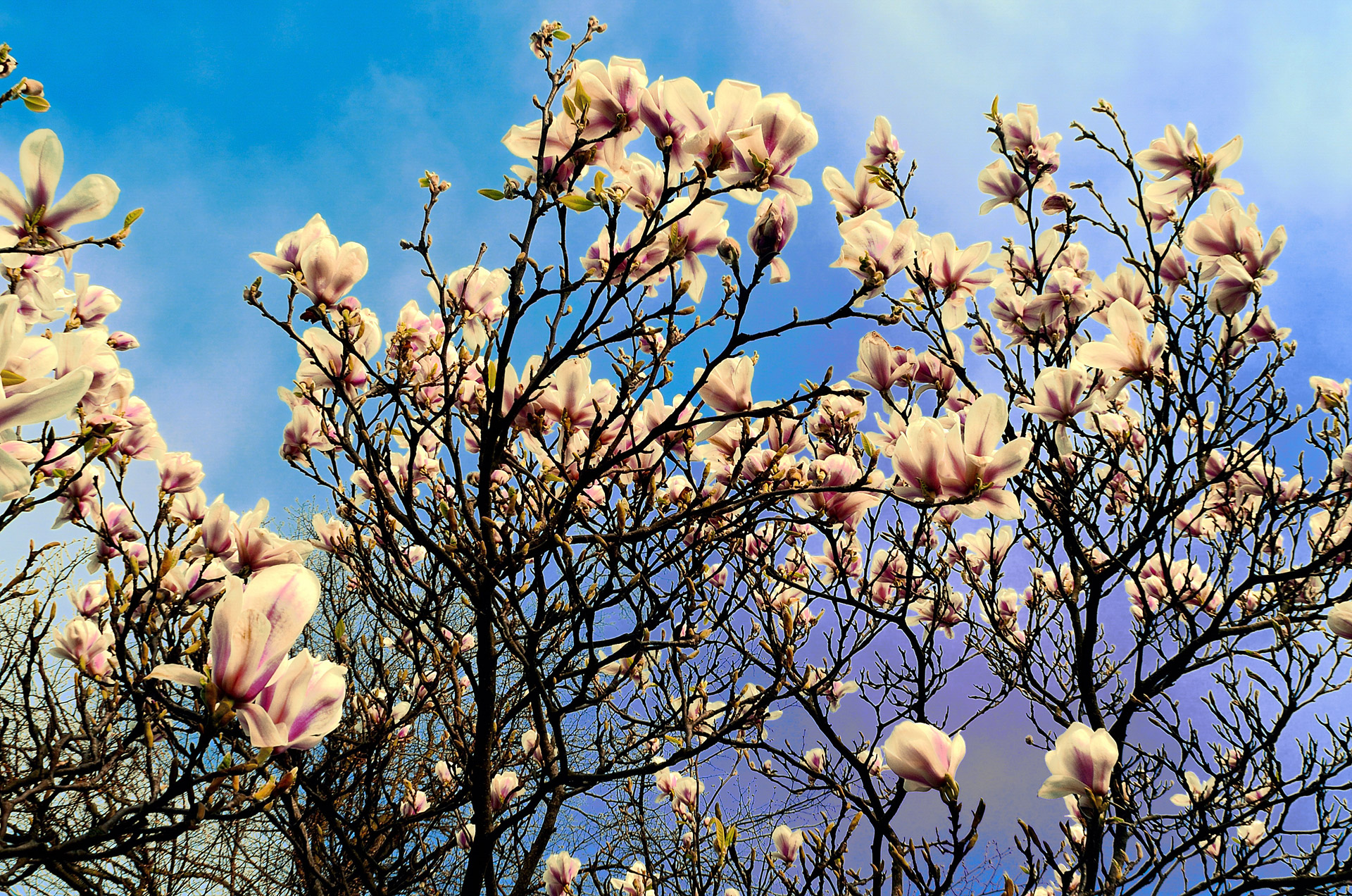 Spring tree. Почки на деревьях весной.