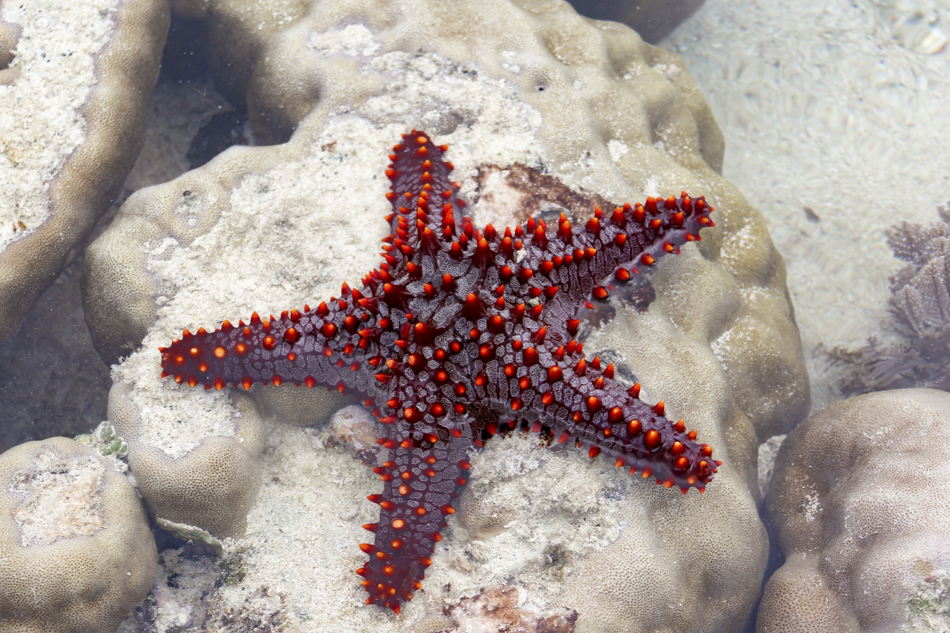 Морские звезды биология. Гребенчатая морская звезда. Морская звезда Midgardia Xandaros.. Морская звезда вид сбоку.
