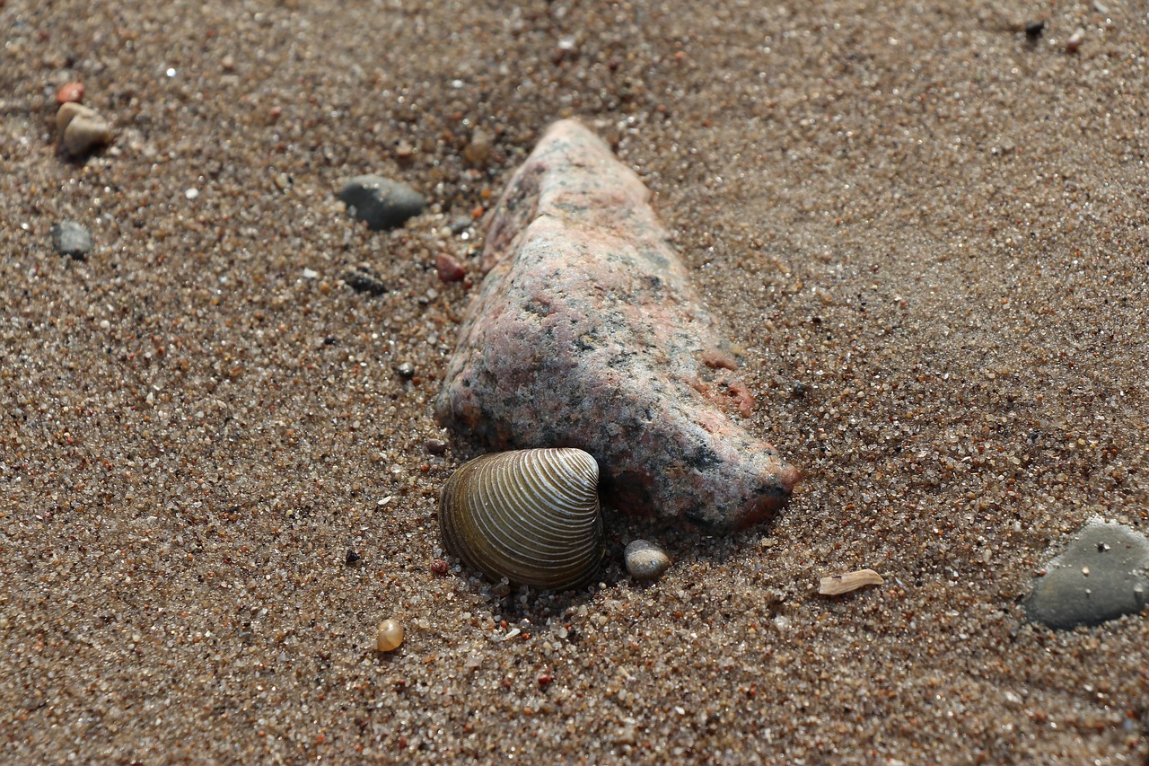 Хрящ крупный песок. Камень Ракушка Ковпак. Вещи в песке крупным планом.