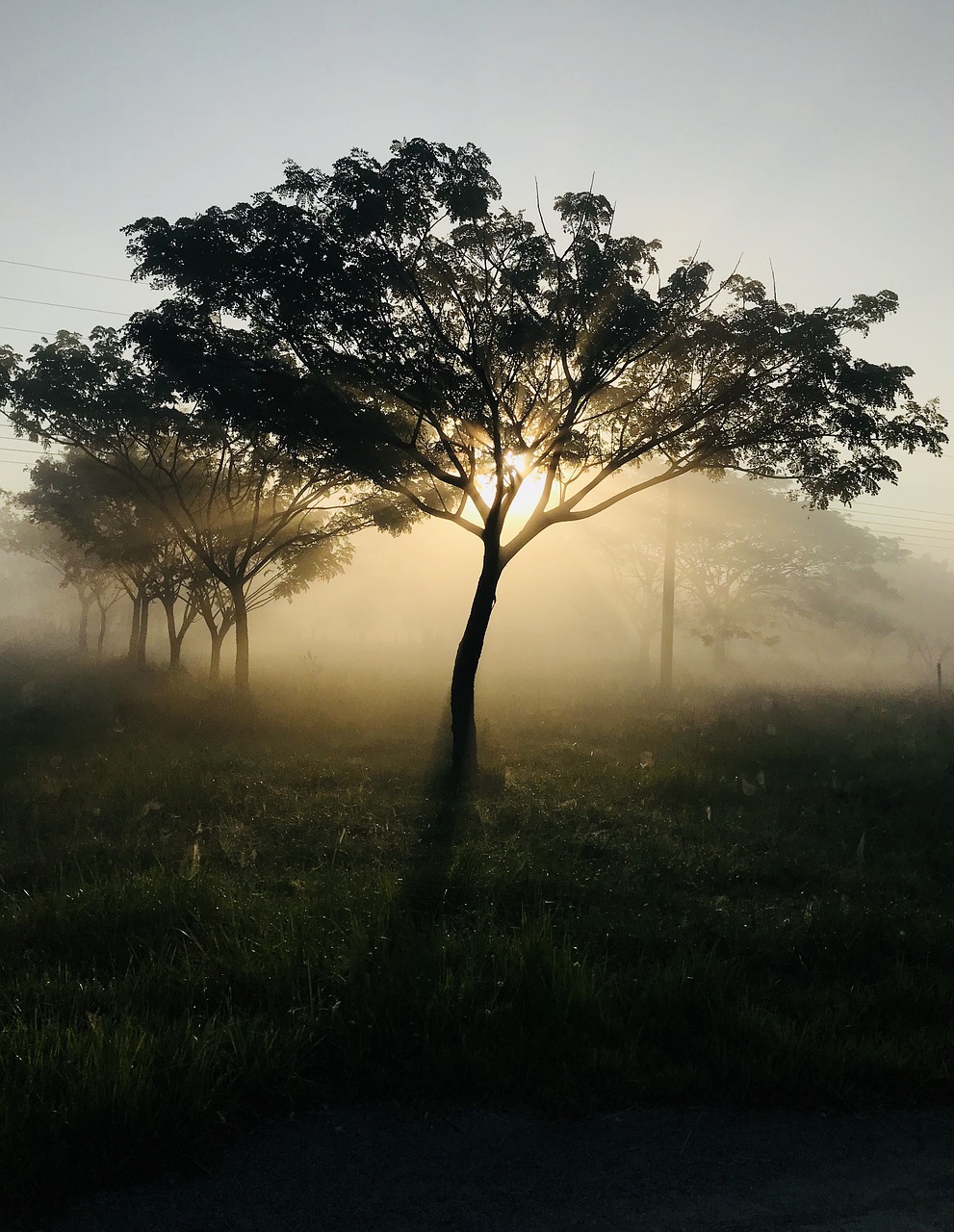 Дерево молчания. Утреннее дерево. Раннее утро. Дерево утром. Дерево солнце.