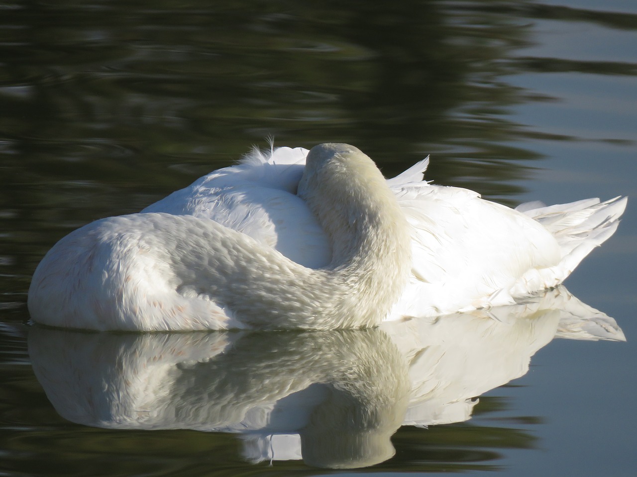 К чему снятся лебеди на воде. Белый лебедь. Спящий лебедь. Лебедь пух. Лебеди картинки красивые.