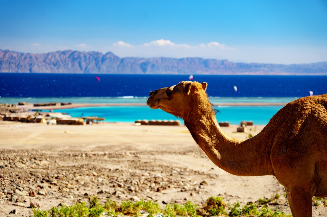 Верблюд Шарм Шейх. Путешествие на верблюдах. Верблюд на берегу моря. Корабль пустыни.
