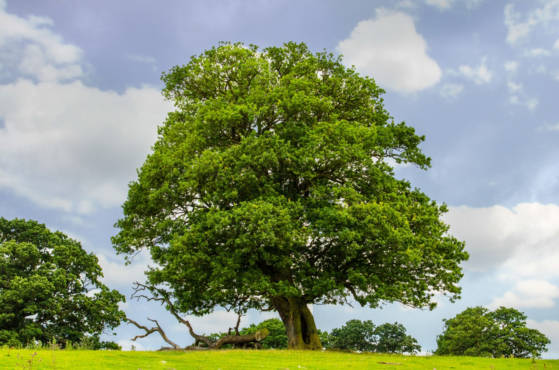 Ambunu tree - 🧡 Sacred Trees in Hinduism.