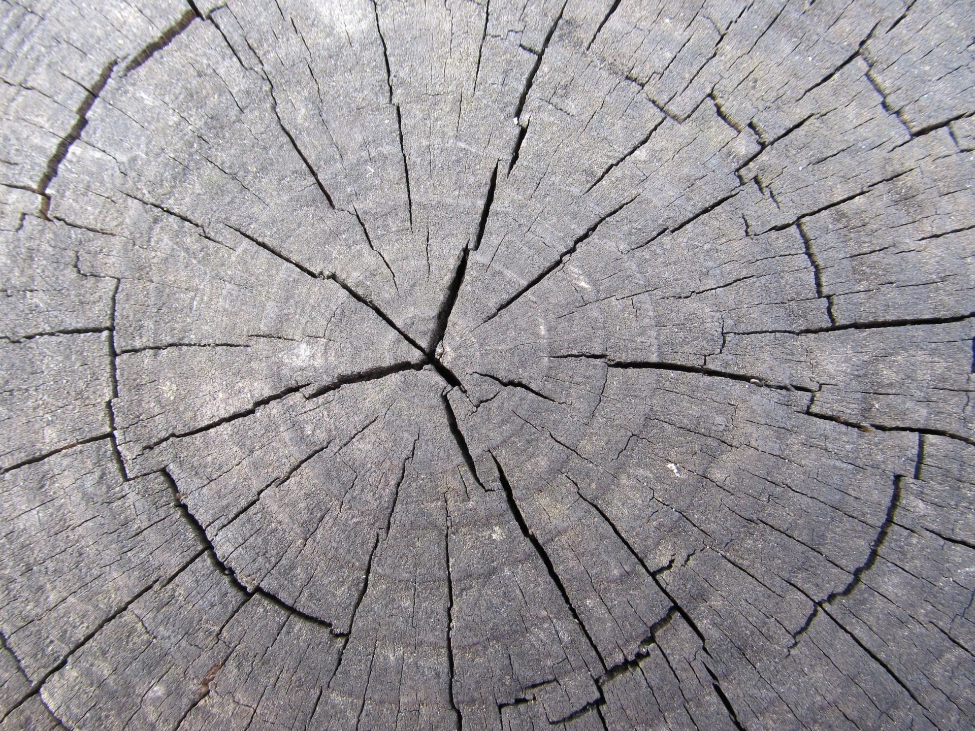 Трещина буква. Трещина в дереве. Трещины древесины. Срез дерева. Текстура дерева с трещинами.