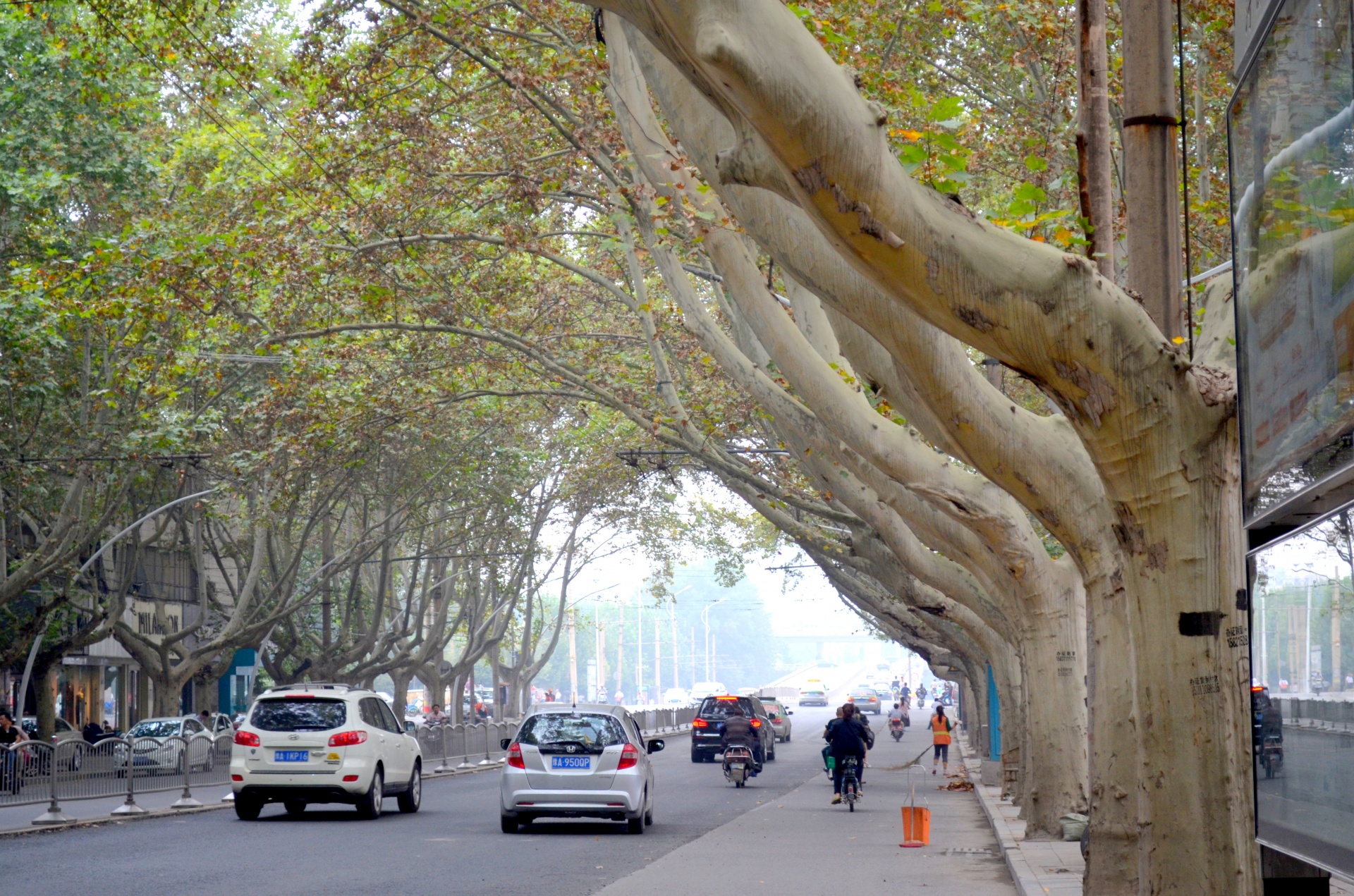 Street trees. Платан дерево Одесса. Платаны в Тбилиси. Платан дерево в городе. Платан в Стамбуле.