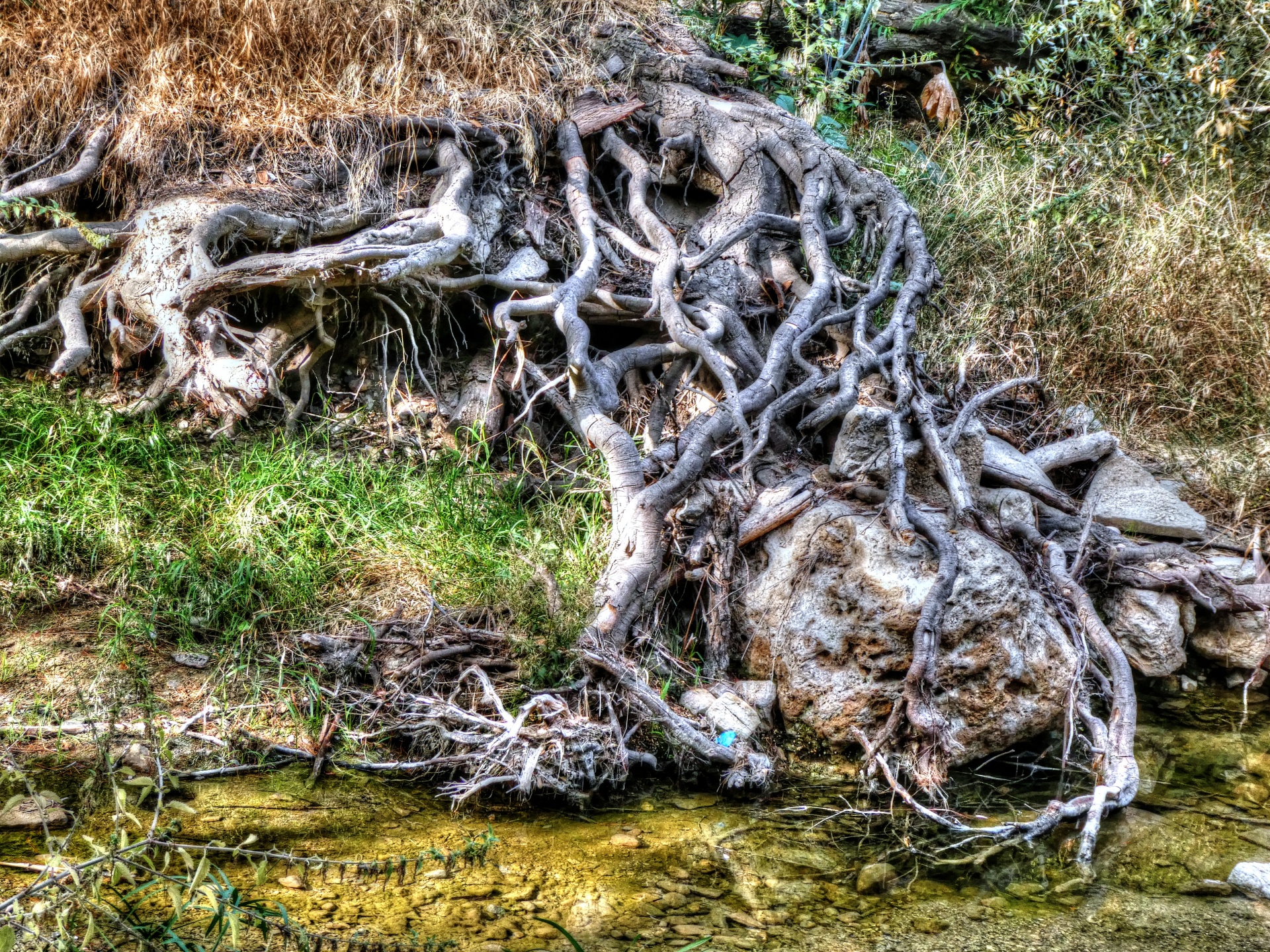 Download Tree Trees Tree Roots Free Photo.