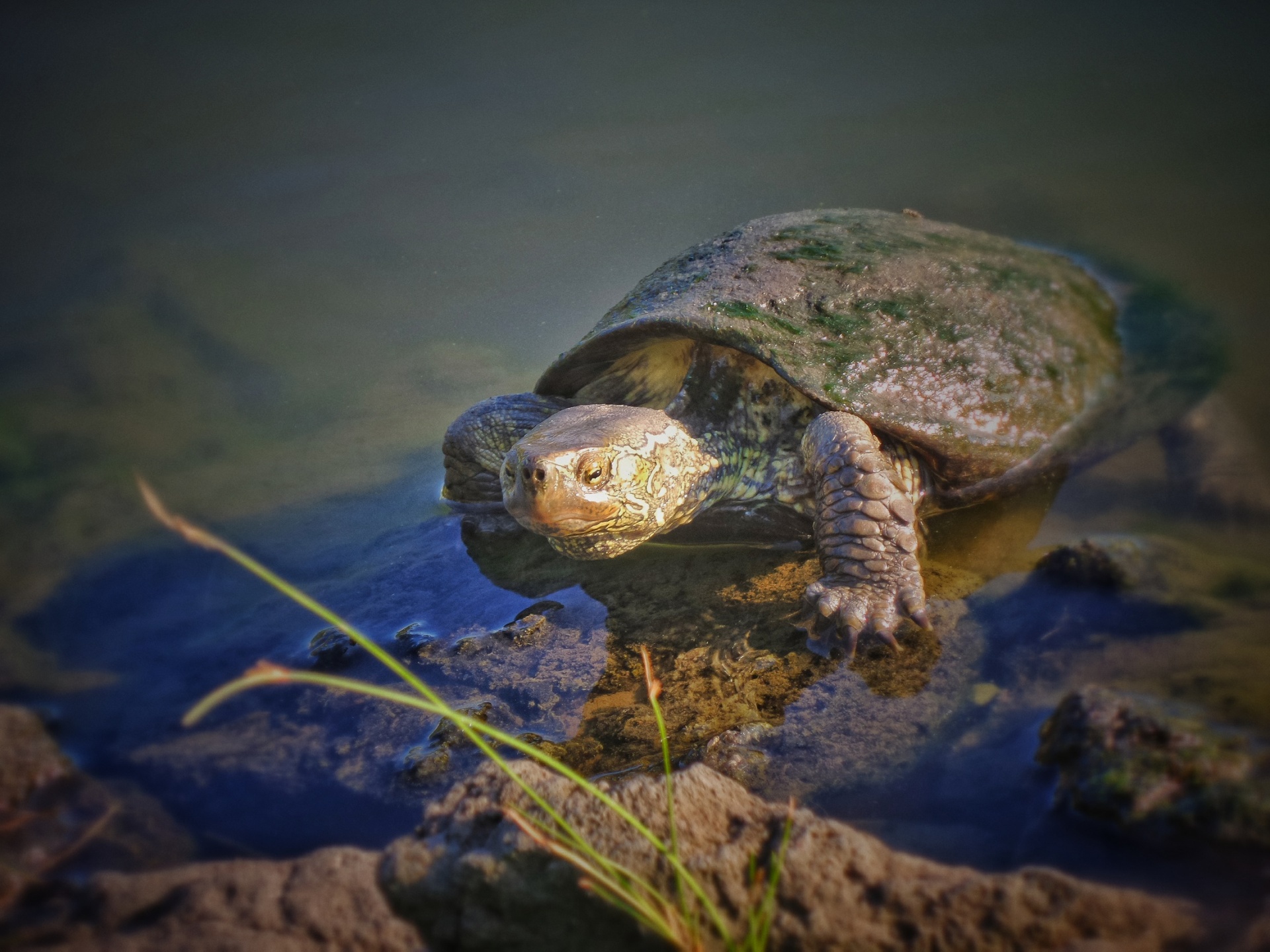 Черепахи без воды. Террапин черепаха. Водные черепахи. Черепашка в воде. Водная черепаха в воде.