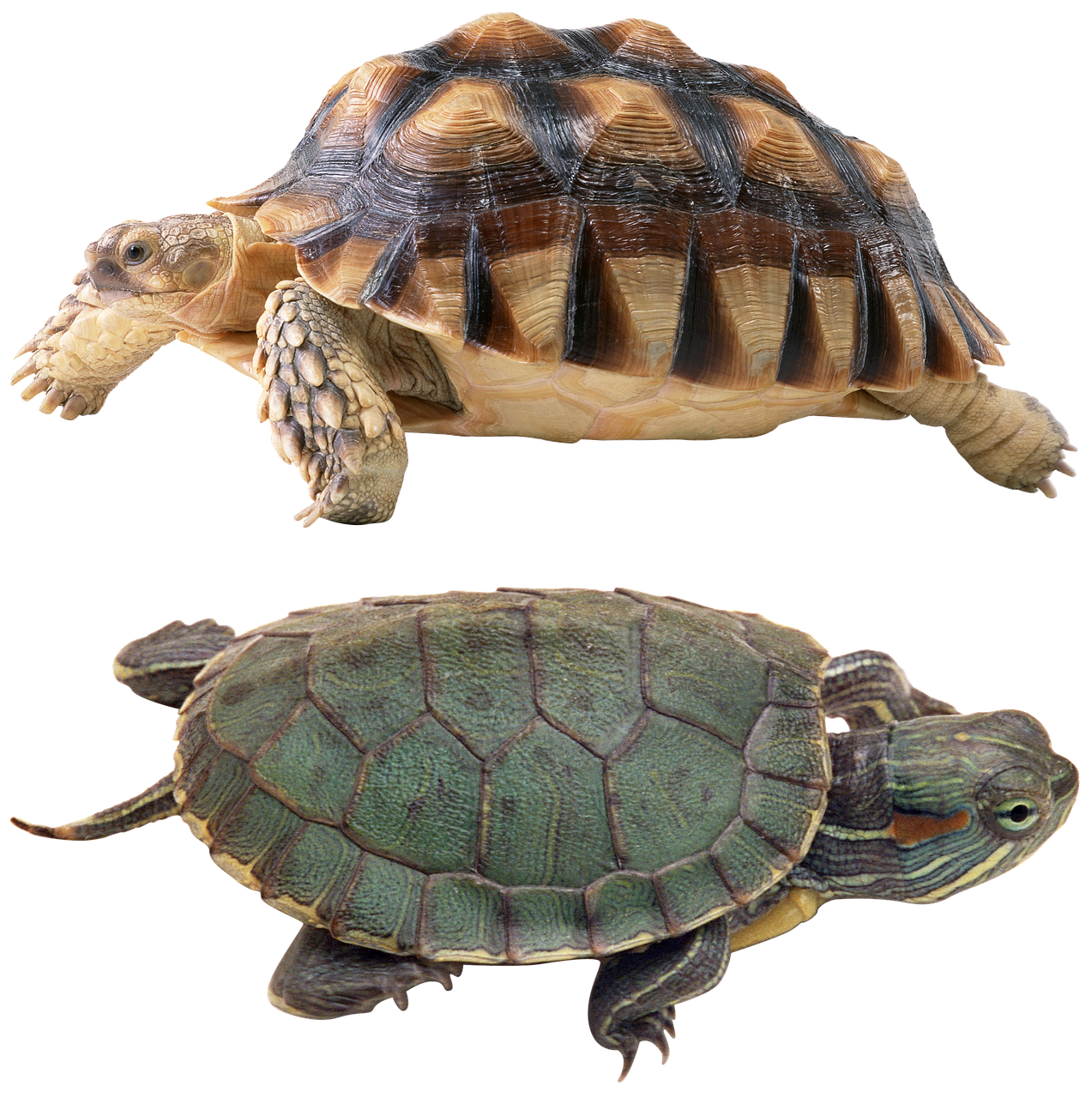 Turtle shell. Карапакс у черепахи что это. Панцирь черепахи карапакс. Черепаха панцирь коропакс. Морская черепаха панцирь сбоку.