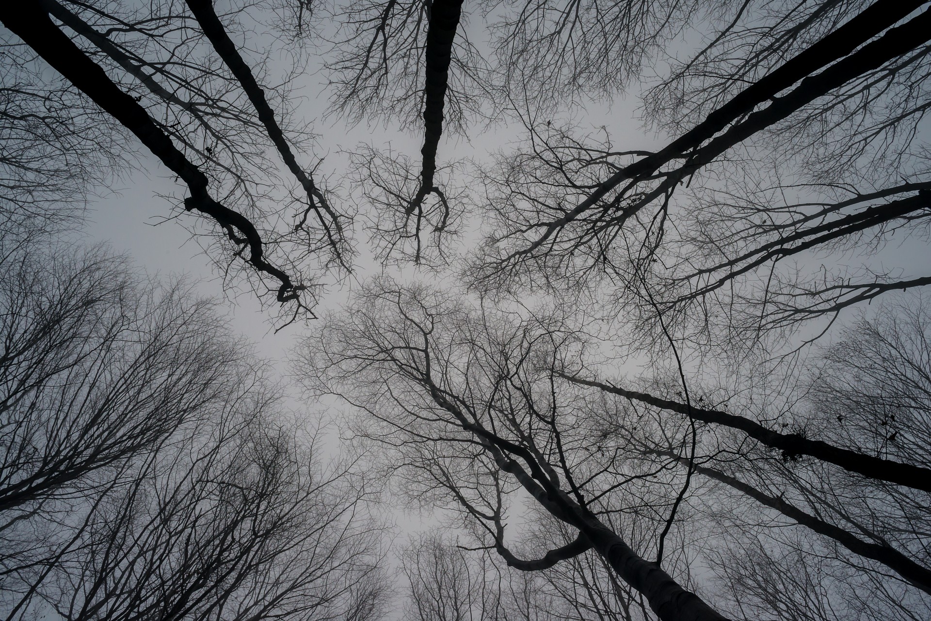 Слушать холодный ветер. Голое дерево. Деревья зимой в тумане. Ветки деревьев в тумане. Темные в снегу деревья.