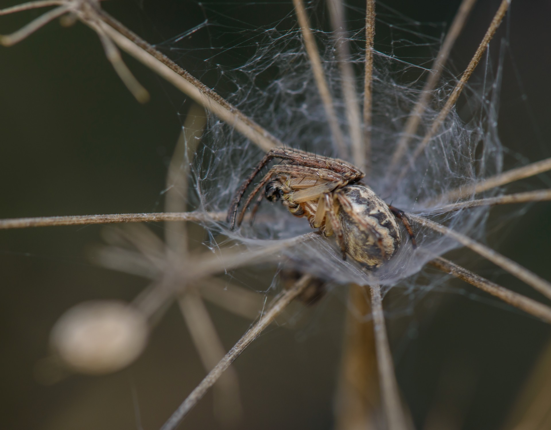 Среда жизни пауков
