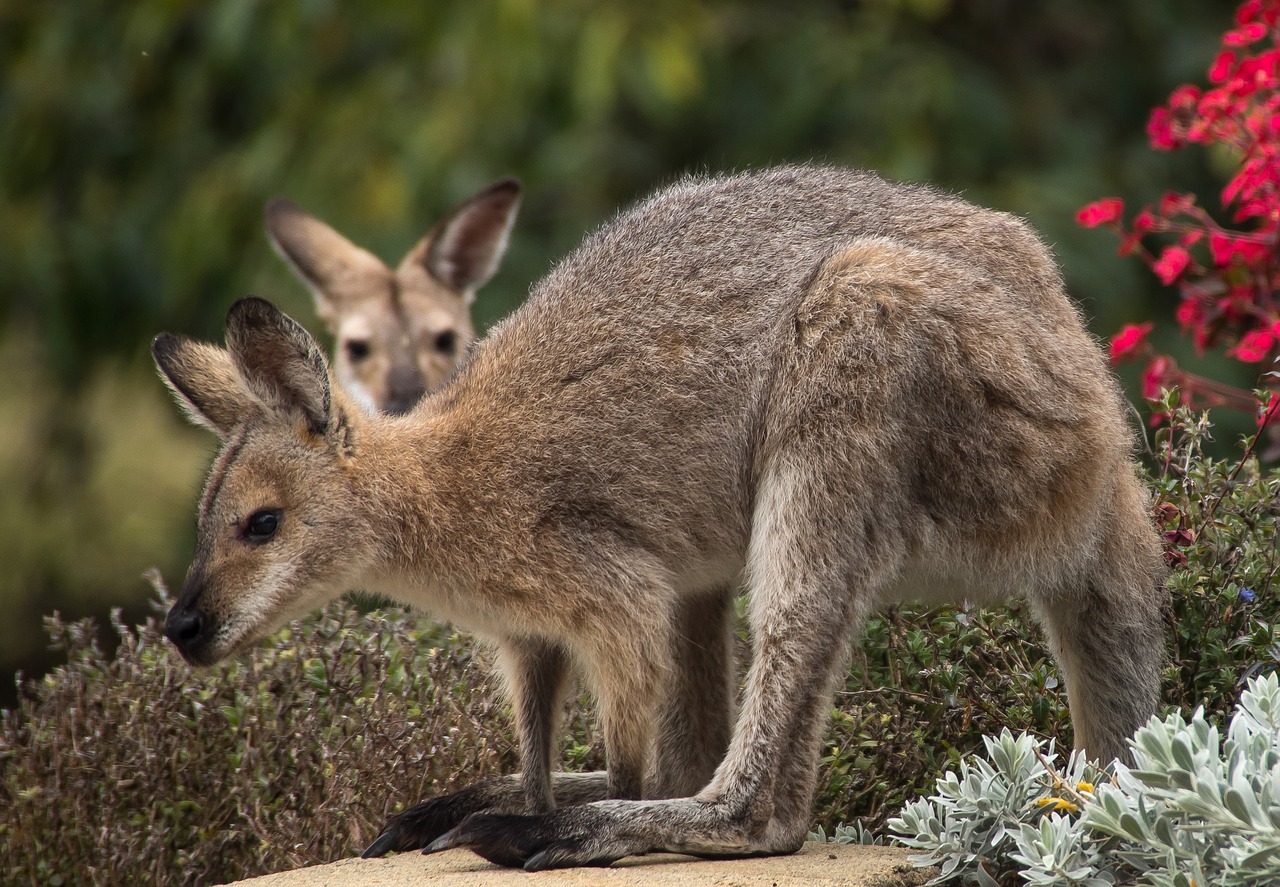 Download Wallaby Rednecked Wallaby Wallabies Free Photo.