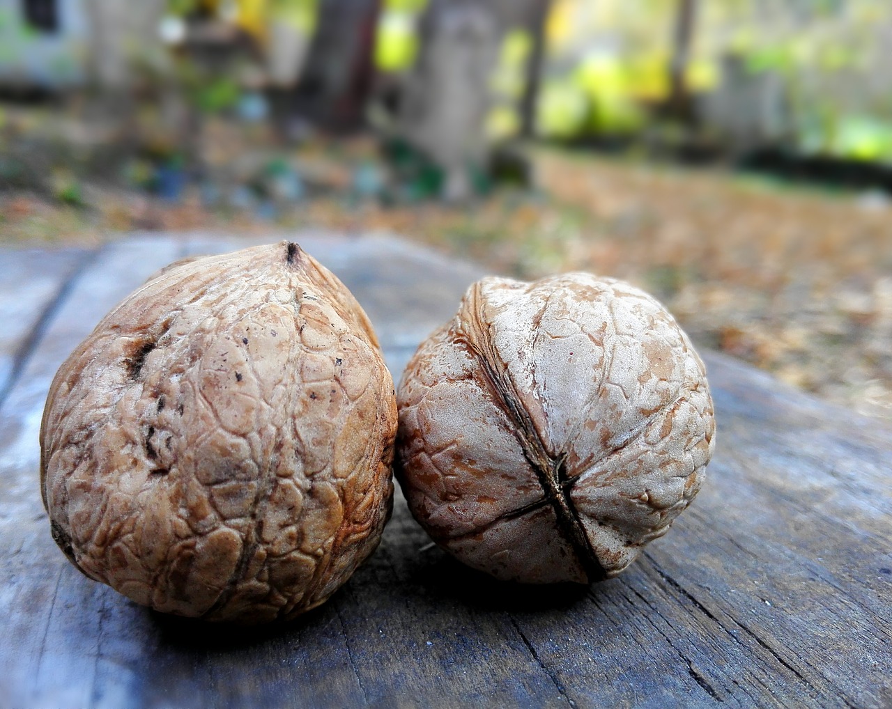Walnut,shell,artifact,free pictures, free photos - free photo from needpix....