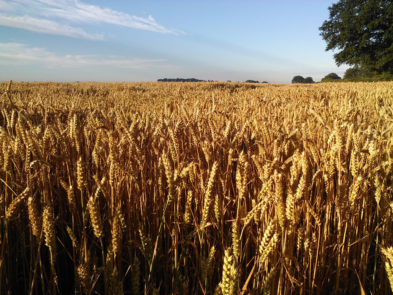 Пшеничная площадь. Поле пшеницы. Зерновые поля. Поля с зерновыми культурами. В поле.