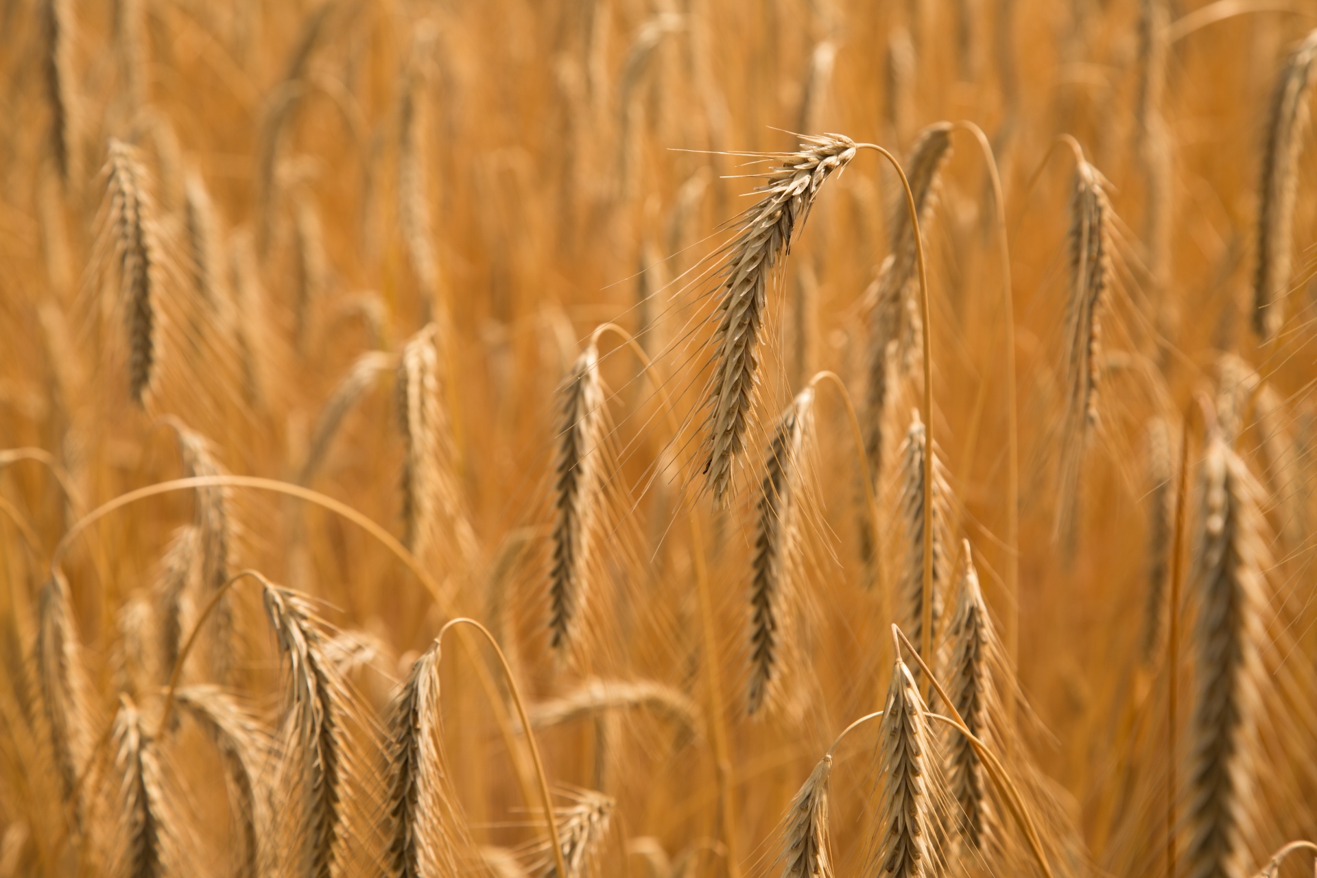 Download Vintage Wheat Field Free Photo.