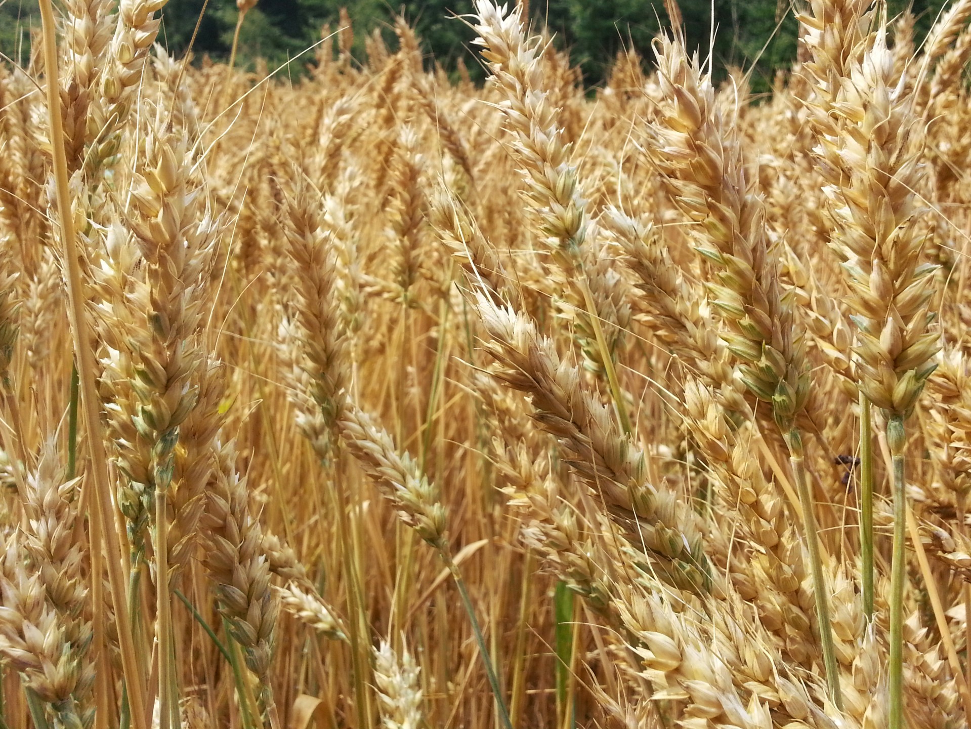 Download Wheat Fields Agriculture Free Photo.