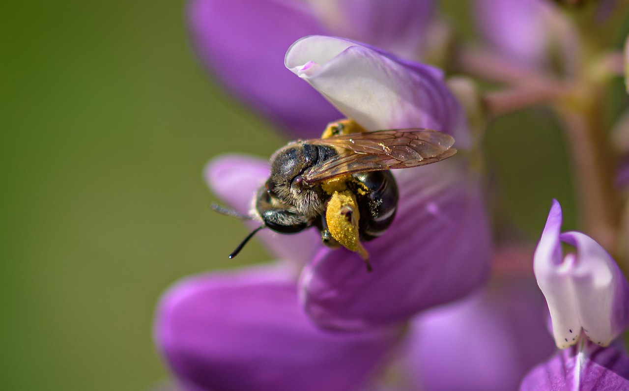 Путешественница опылители. Пчела собирает нектар. Дикие пчелы. Люпин с пчелой. Какого цвета пчела.
