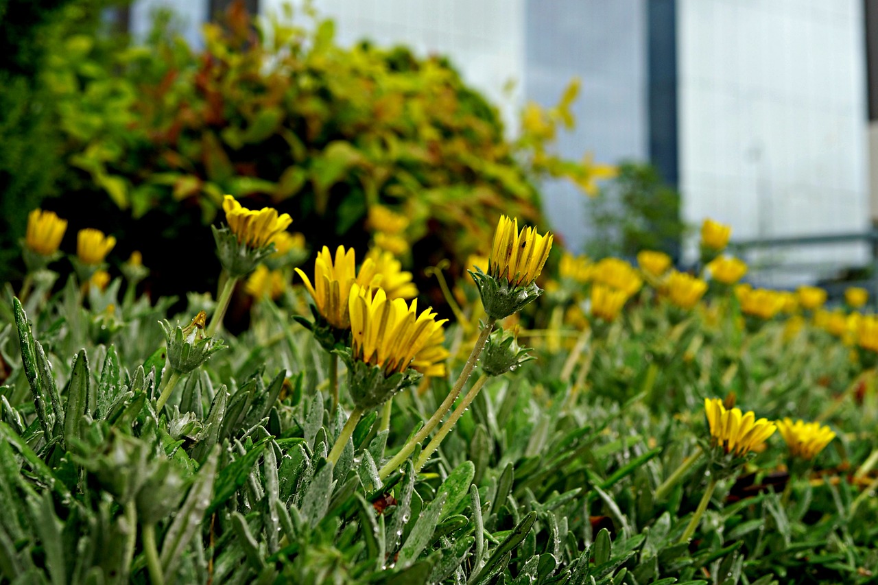 Придорожные цветы. Цветок желтый придорожный. Полевые цветы придорожные. Всесезонные растения. Маленькие придорожные цветы с множеством желтых цветов.