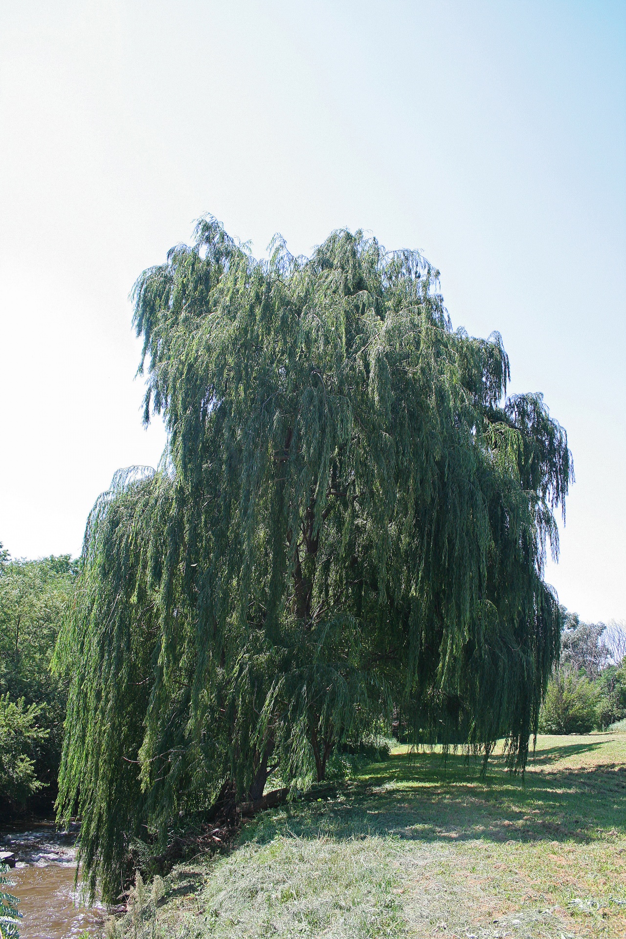 River,bank,tree,willow,weeping - free photo from needpix.com AMP.