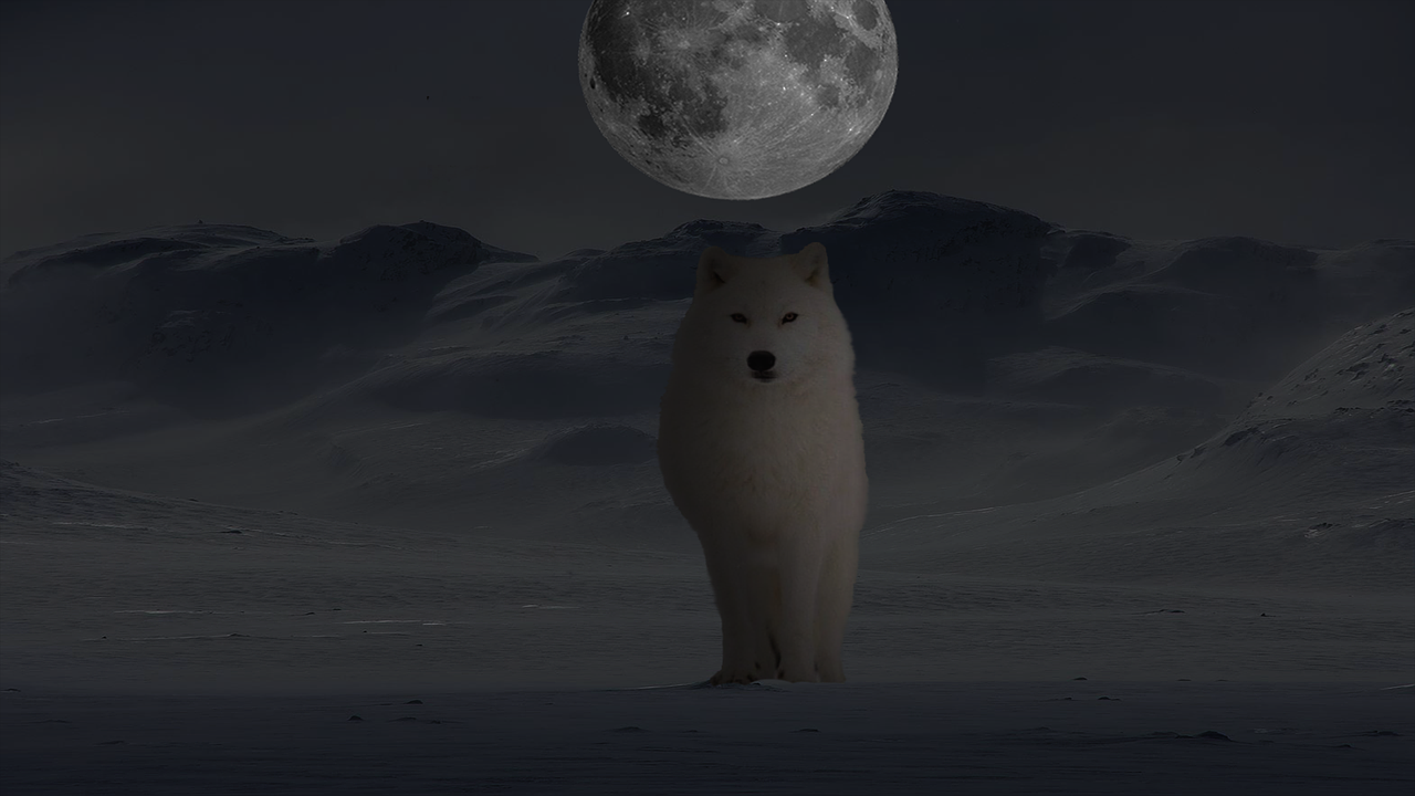 Зима Луна. Луна над тундрой. Волк зимой ночью. Волк полярной ночью.