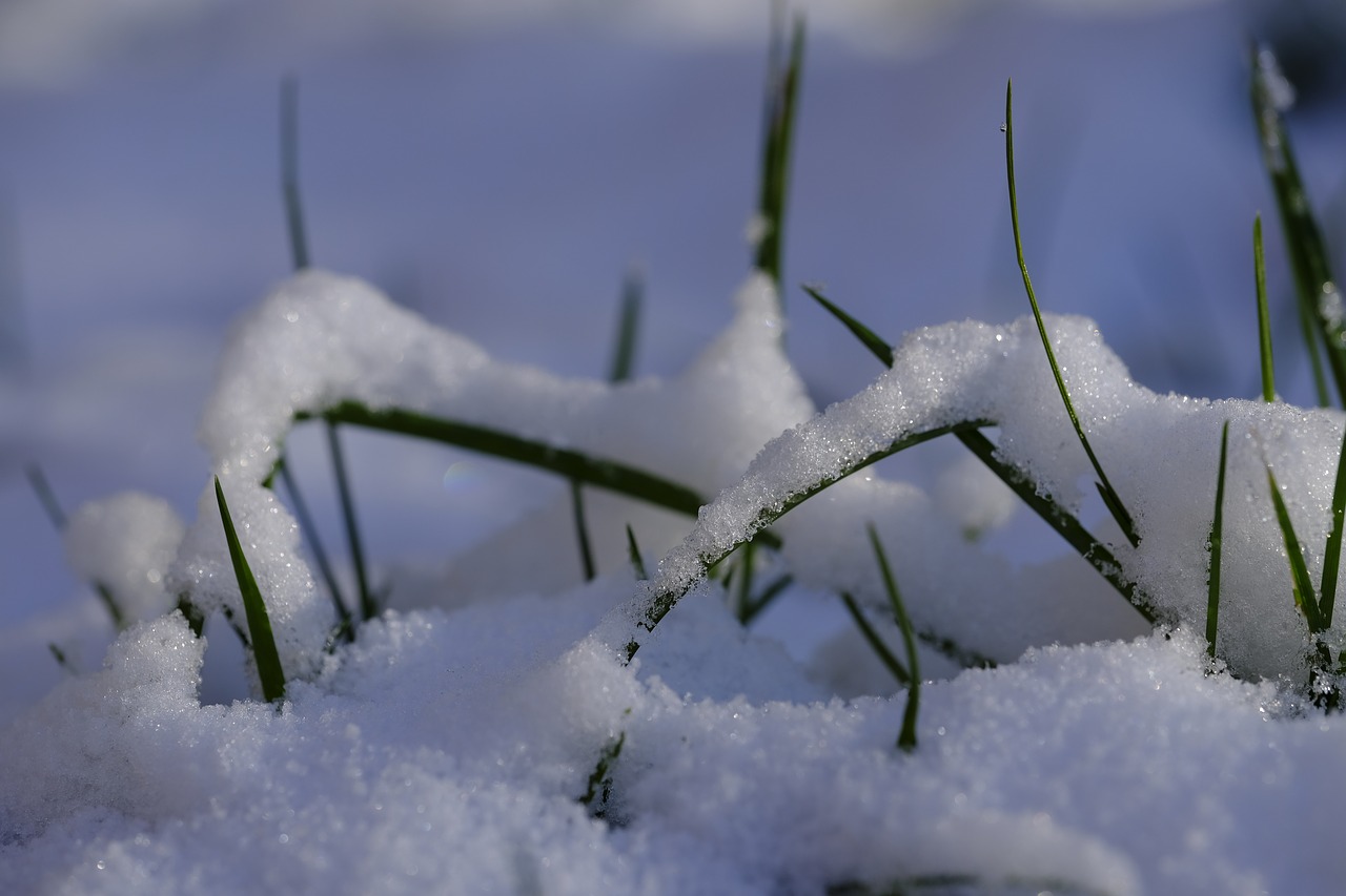 Снег сохраняет тепло. Растения под снегом. Растения зимой. Трава под снегом. Растения под снегом зимой.
